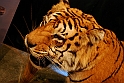 Museo Di Scienze Naturali - Animali 74
